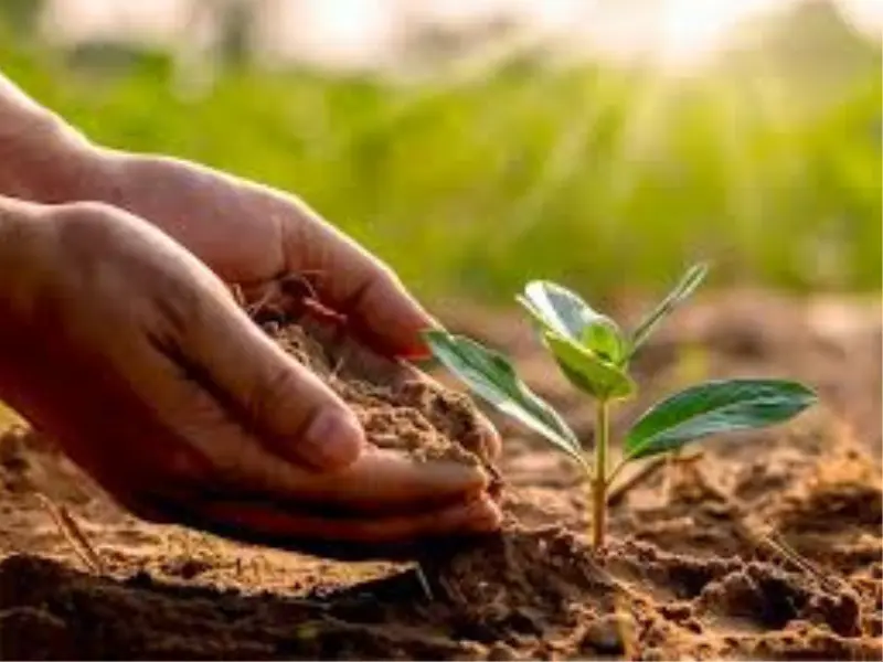 Tree Plantation Campaign